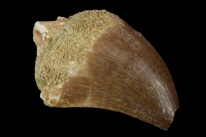 Mosasaur (Prognathodon) Tooth - Morocco #118899